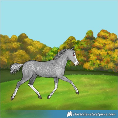 Horse Color:Silver Grullo Chinchilla Splash 