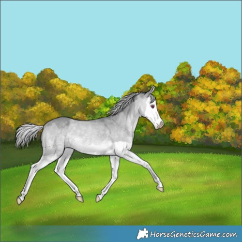 Horse Color:Silver Bay Chinchilla Dun Splash 