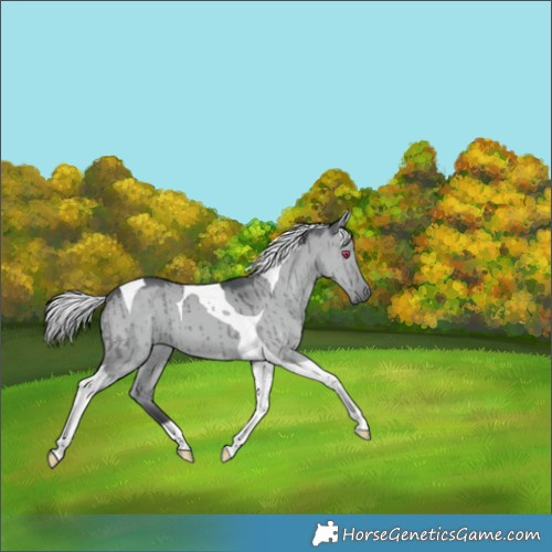 Horse Color:Silver Grullo Chinchilla Tobiano Brindle 