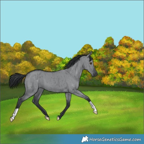 Horse Color:Grullo Chinchilla Brindle 