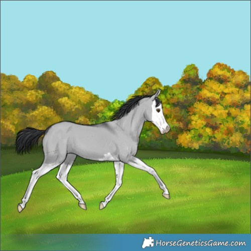 Horse Color:Grullo Chinchilla Splash 