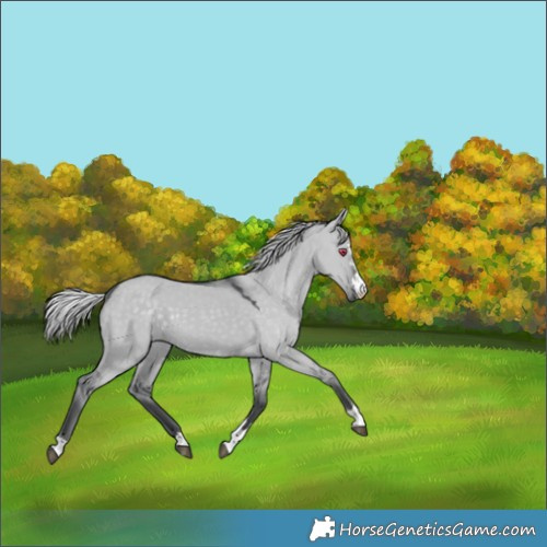 Horse Color:Silver Grullo Chinchilla 