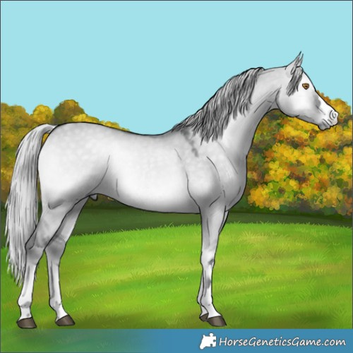 Horse Color:Silver Grullo Chinchilla Onyx 