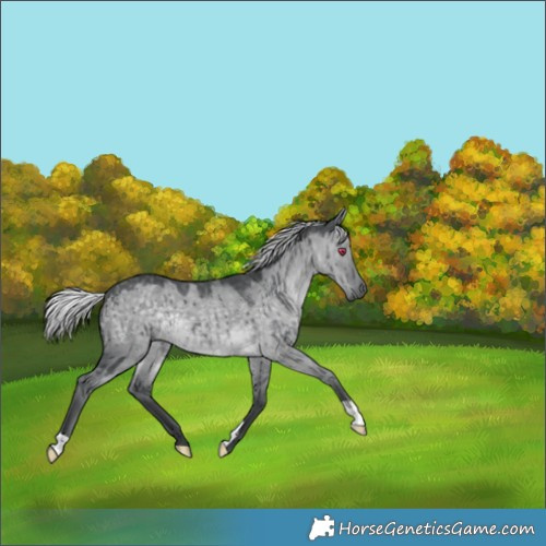 Horse Color:Silver Grullo Chinchilla Brindle 