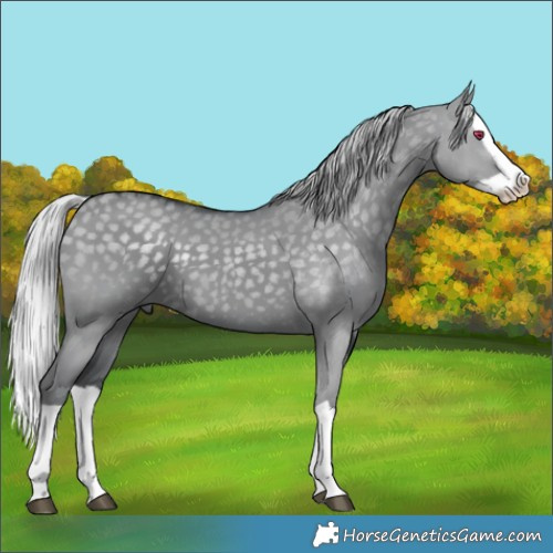 Horse Color:Silver Grullo Chinchilla Splash 