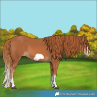 Horse Color:Chestnut Splash Frame 