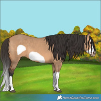 Horse Color:Bay Dun Splash Frame 