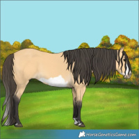 Horse Color:Buckskin Splash Frame 