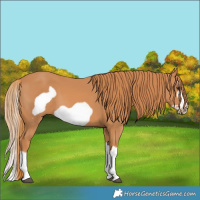 Horse Color:Chestnut Splash Frame 