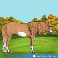 Horse Color:Chestnut Splash Frame