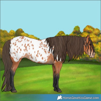Horse Color:Bay Appaloosa 