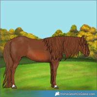 Horse Color:Chestnut 