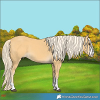 Horse Color:Palomino 