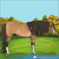 Horse Color:Buckskin 
