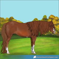 Horse Color:Chestnut 