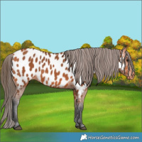 Horse Color:Bay Appaloosa