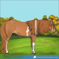 Horse Color:Chestnut Tobiano 