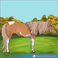 Horse Color:Chestnut Tobiano 