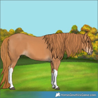 Horse Color:Chestnut Tobiano 