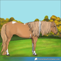 Horse Color:Chestnut Tobiano 