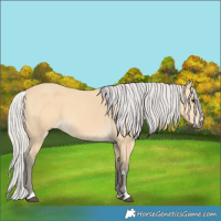 Horse Color:Silver Buckskin 