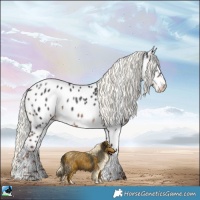 Horse Color:Liver Chestnut Mushroom Appaloosa 