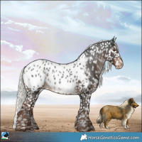 Horse Color:Liver Chestnut Mushroom Appaloosa