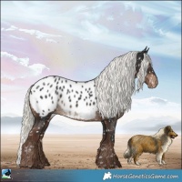 Horse Color:Liver Chestnut Mushroom Appaloosa