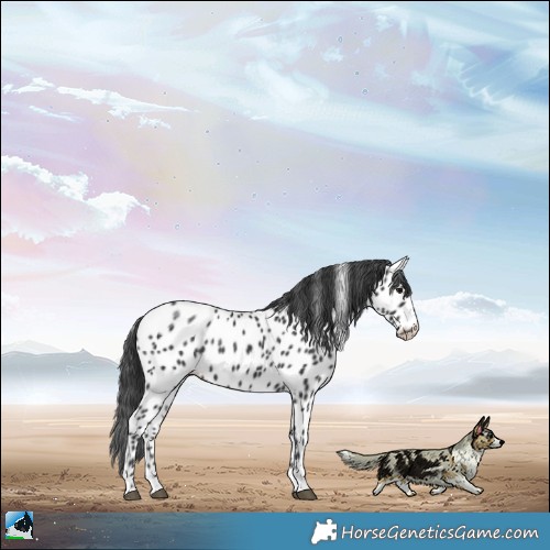 Horse Color:Black Sabino Appaloosa Rabicano