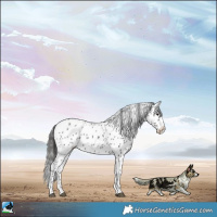 Horse Color:Black Sabino Leopard Rabicano