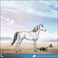 Horse Color:Black Sabino Appaloosa Rabicano 
