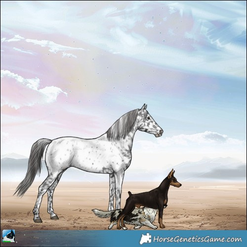 Horse Color:Black Sabino Appaloosa Rabicano 
