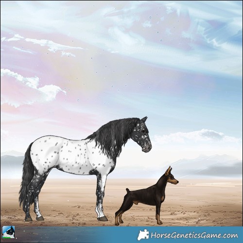 Horse Color:Black Sabino Appaloosa Rabicano