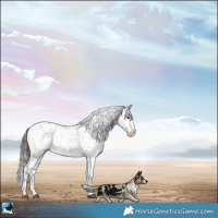 Horse Color:Black Sabino Near Leopard Rabicano