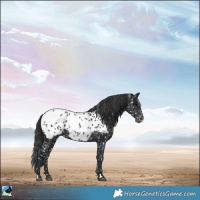 Horse Color:Black Appaloosa Rabicano