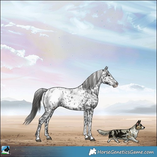 Horse Color:Black Sabino Appaloosa Rabicano 