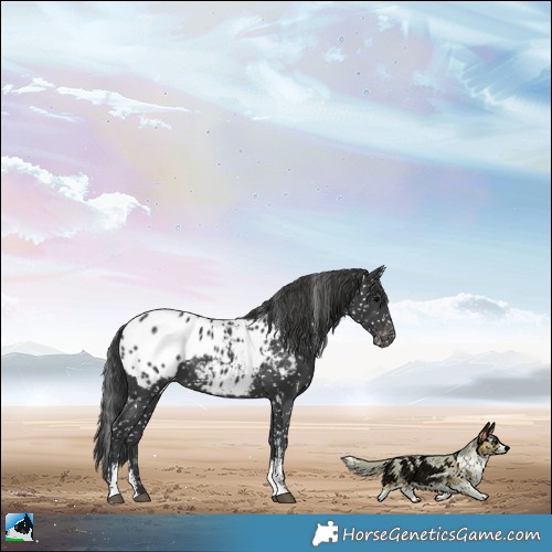 Horse Color:Black Sabino Appaloosa Rabicano 