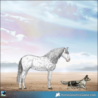 Horse Color:Black Sabino Near Leopard Rabicano 