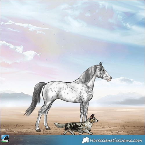 Horse Color:Black Sabino Appaloosa Rabicano 