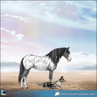 Horse Color:Black Sabino Appaloosa Rabicano 