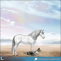 Horse Color:Black Sabino Near Leopard Rabicano