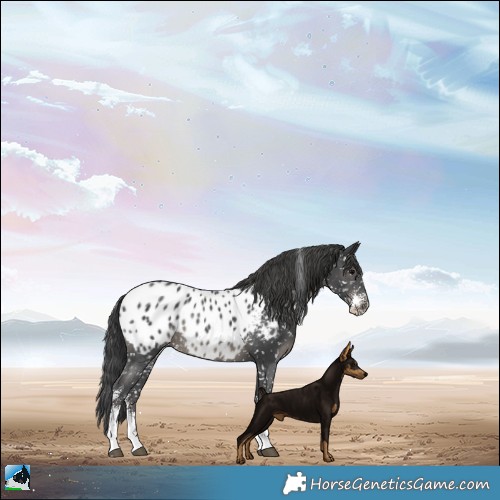 Horse Color:Black Sabino Appaloosa Rabicano