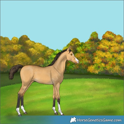 Horse Color:Buckskin Dun 