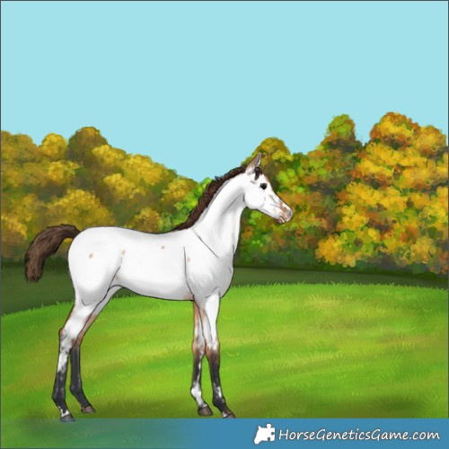 Horse Color:Bay Roan Dun Appaloosa 