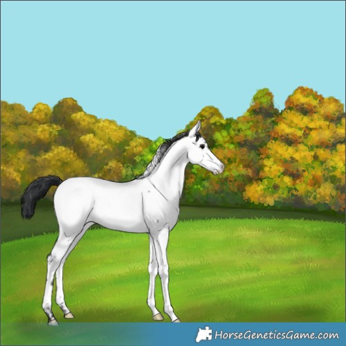 Horse Color:Blue Roan Appaloosa 