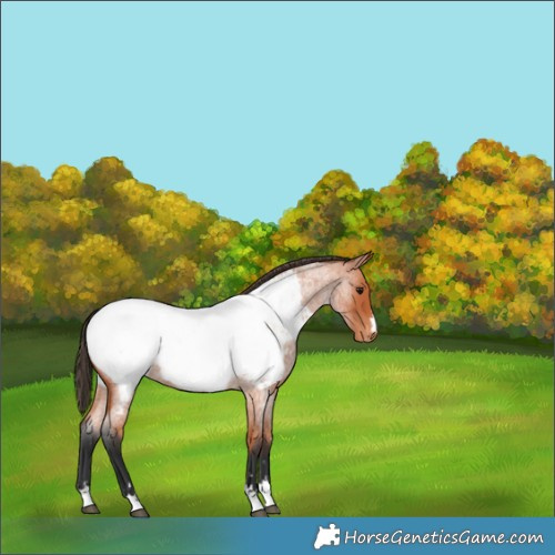 Horse Color:Bay Roan Appaloosa