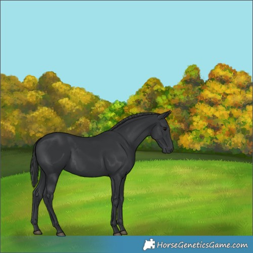 Horse Color:Black 
