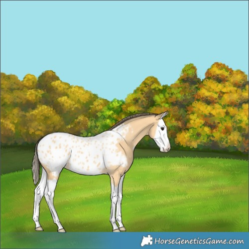 Horse Color:Buckskin Splash Appaloosa