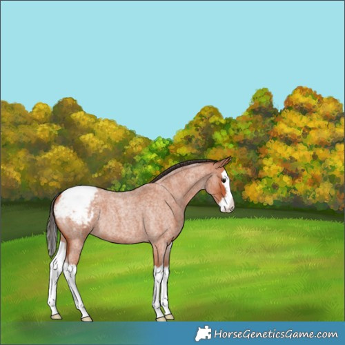 Horse Color:Bay Roan Splash Appaloosa
