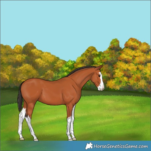 Horse Color:Bay Splash